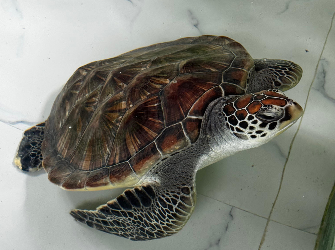 Sea Turtle Farm Galle Mahamodara-加勒必去景点