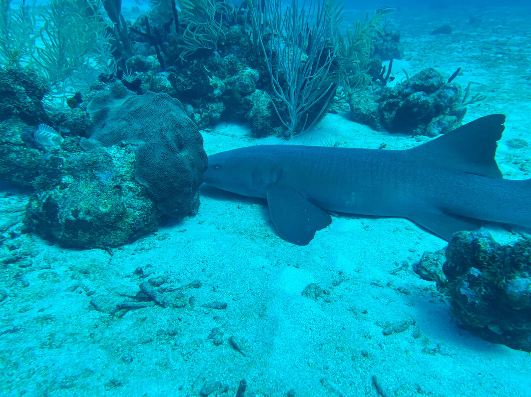 Paradise Scuba & Snorkeling Center-La Parguera必去景点