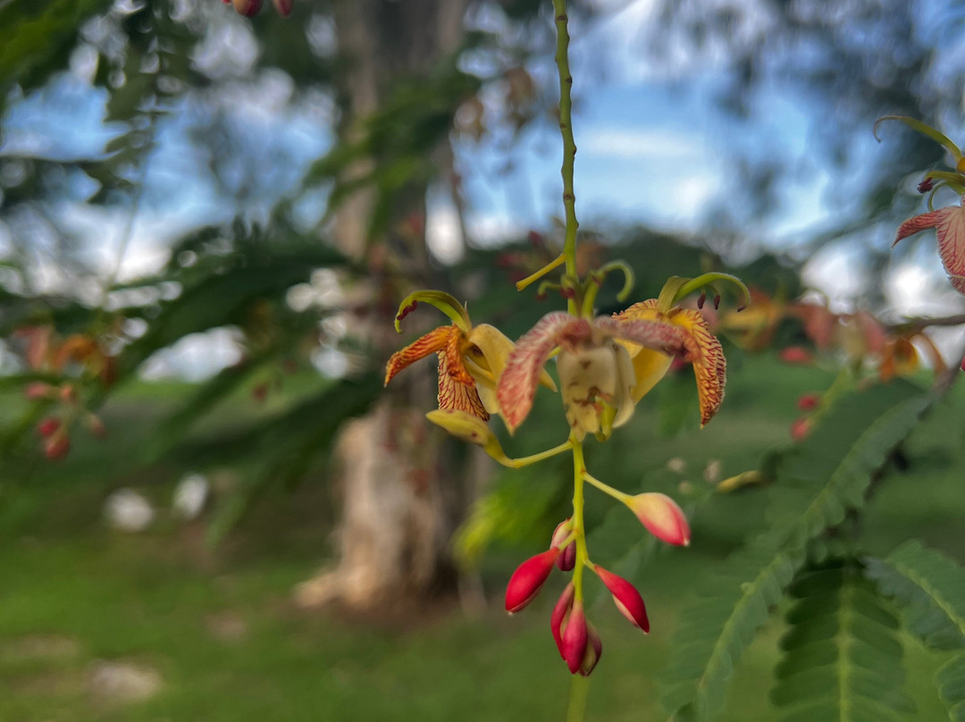Guyana National Park-乔治城必去景点