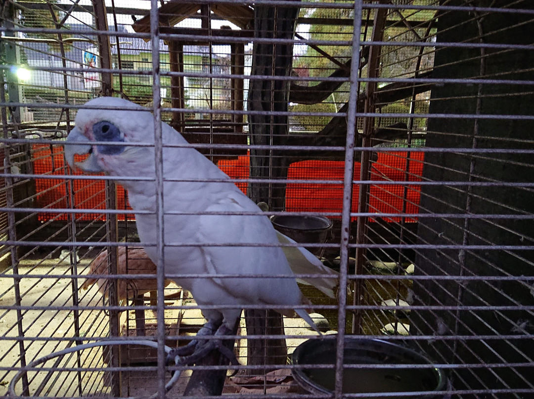 Shinmeigu-栃木市必去景点