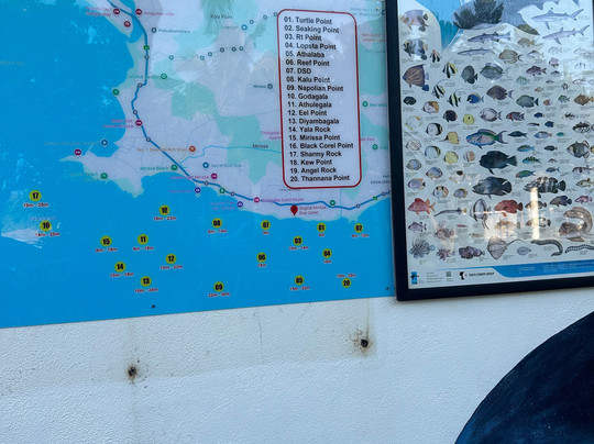Mirissa Dive Center-美蕊沙必去景点