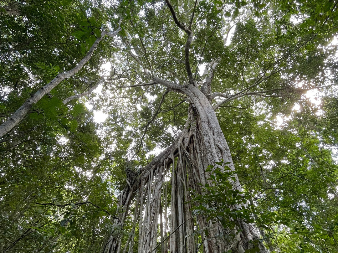 Calakmul Adventures day tours-Xpujil Town必去景点