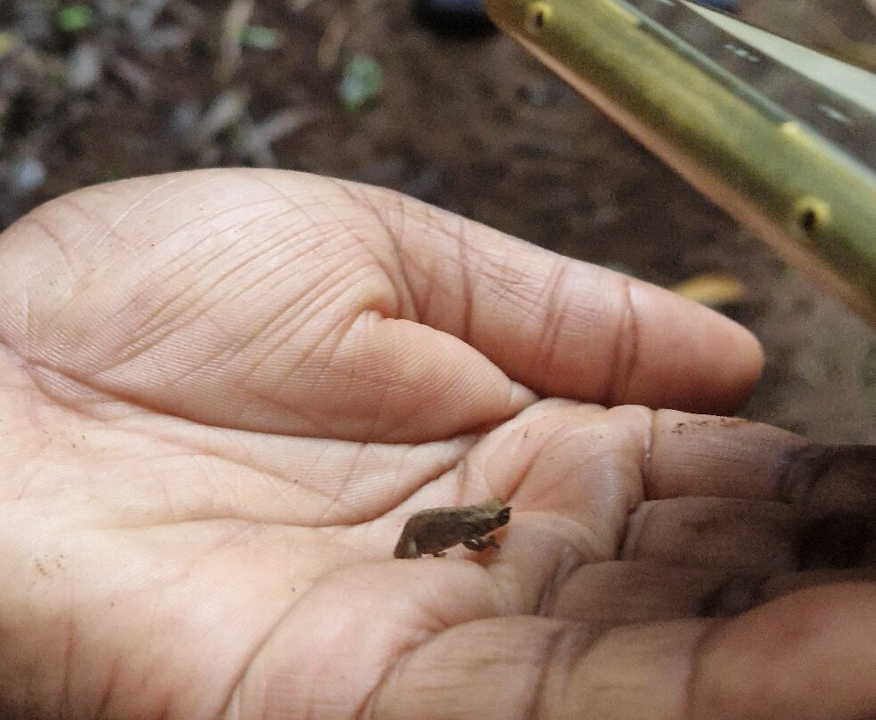 Parc Nationale Montagne D'ambre-Joffreville必去景点