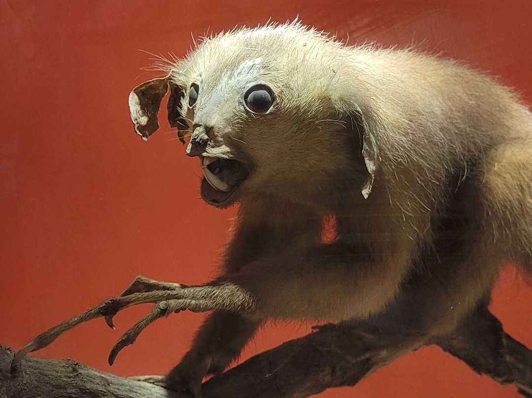 Natural History Museum-路易士港必去景点