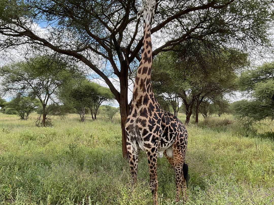 African Horizons-内罗毕必去景点