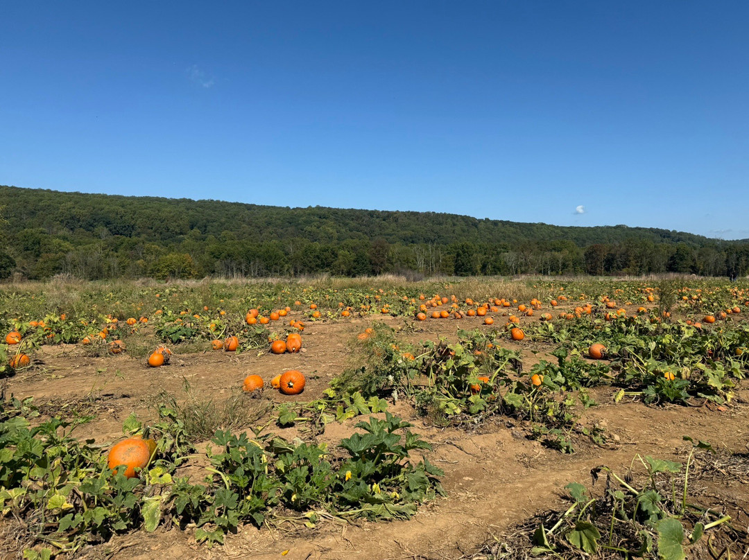 Ort Farms-Long Valley必去景点