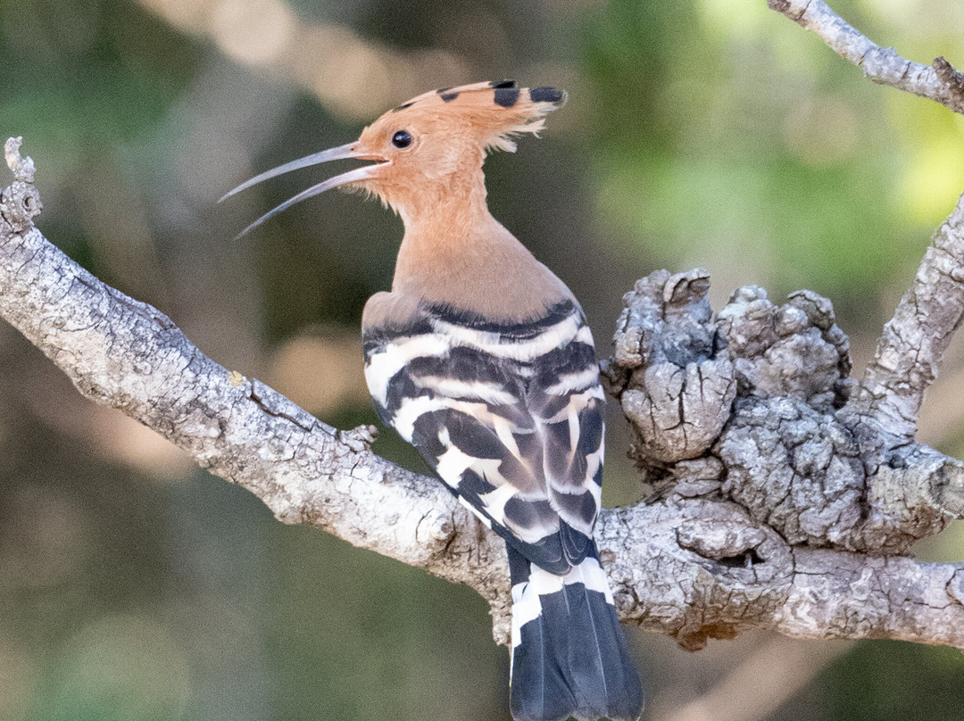 Ruwan Yala Jeep Safari-Debarawewa必去景点