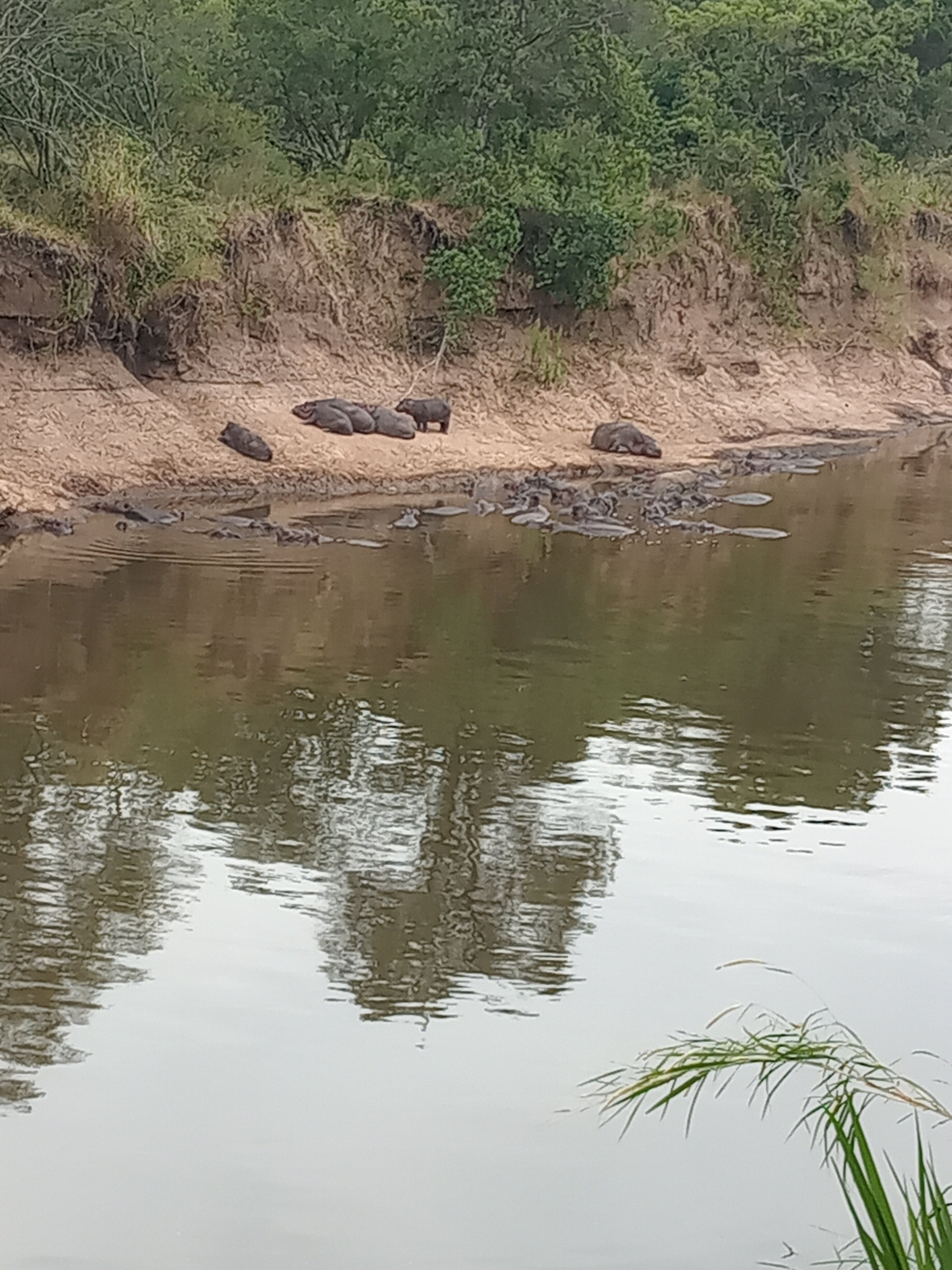 Mara River Camp-官方