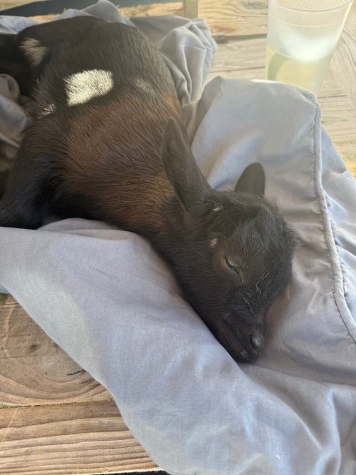 Divi Aruba Phoenix Beach Resort-泳池