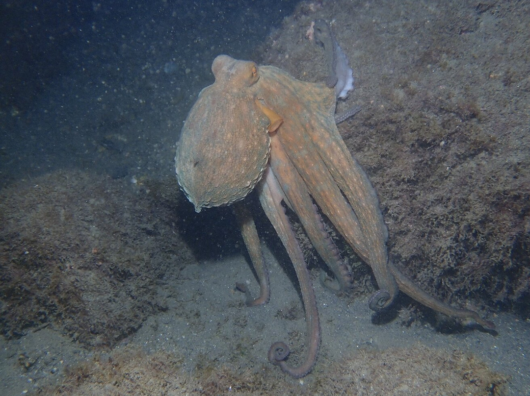 Black Frog Divers-托罗克斯必去景点