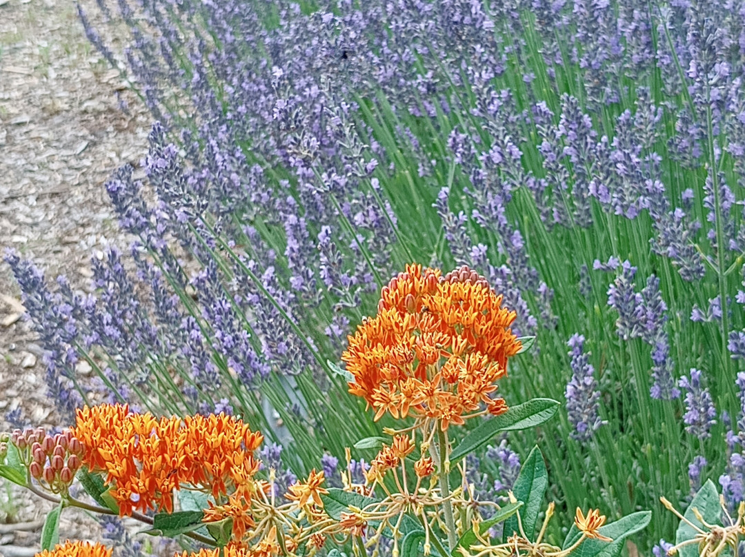 Quiet Hills Lavender Farm-Palmerton必去景点