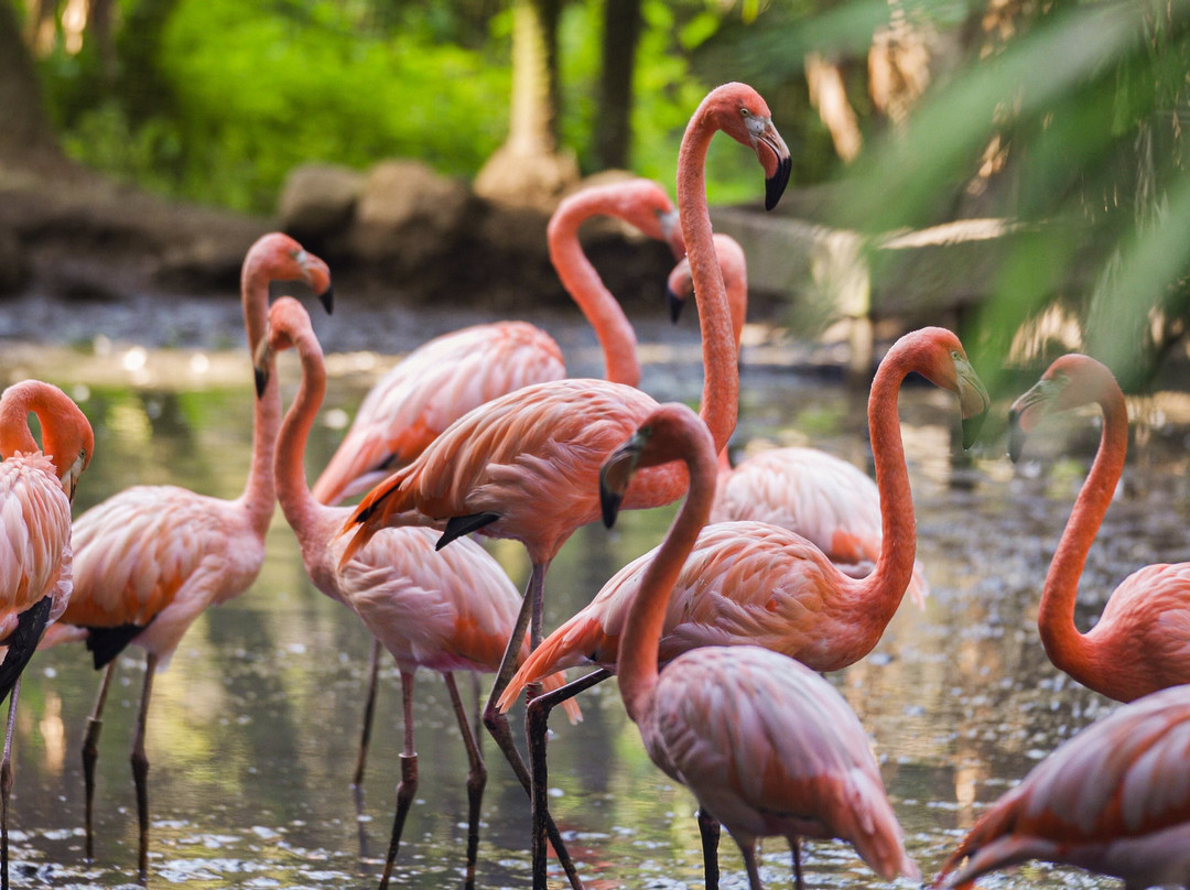 Zoo de Martinique-Le Carbet必去景点