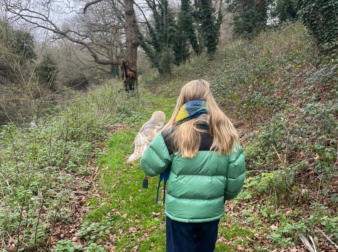 Coda Falconry-豪恩斯洛必去景点