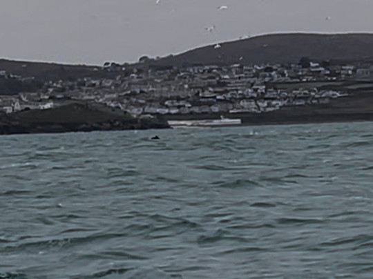 St Ives Boats Dolly P-圣艾维斯必去景点