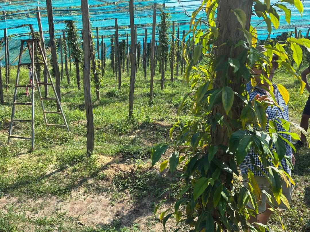 BoTree Farm-贡布必去景点