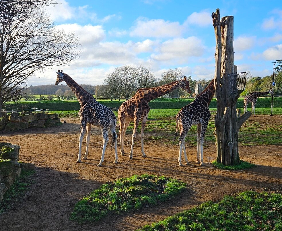 科茨沃尔德野生动物公园和花园-伯福德必去景点