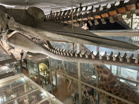 Harvard Museum of Natural History-剑桥必去景点