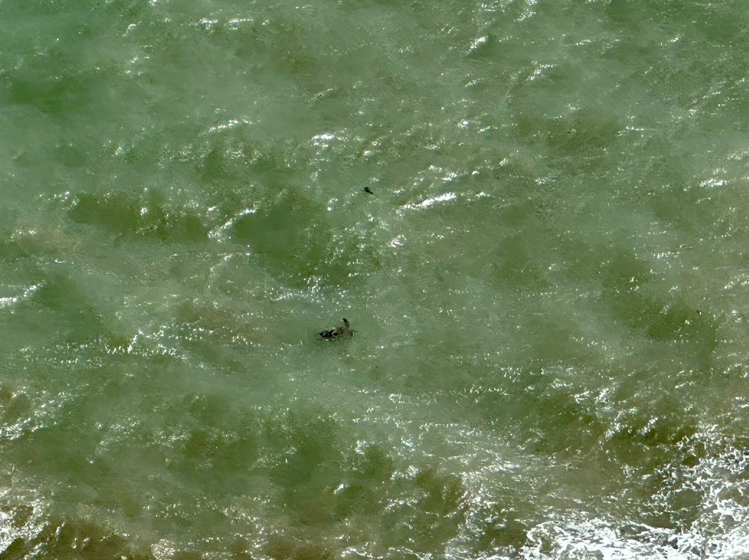 Bluff Point Walking Track-Yeppoon必去景点