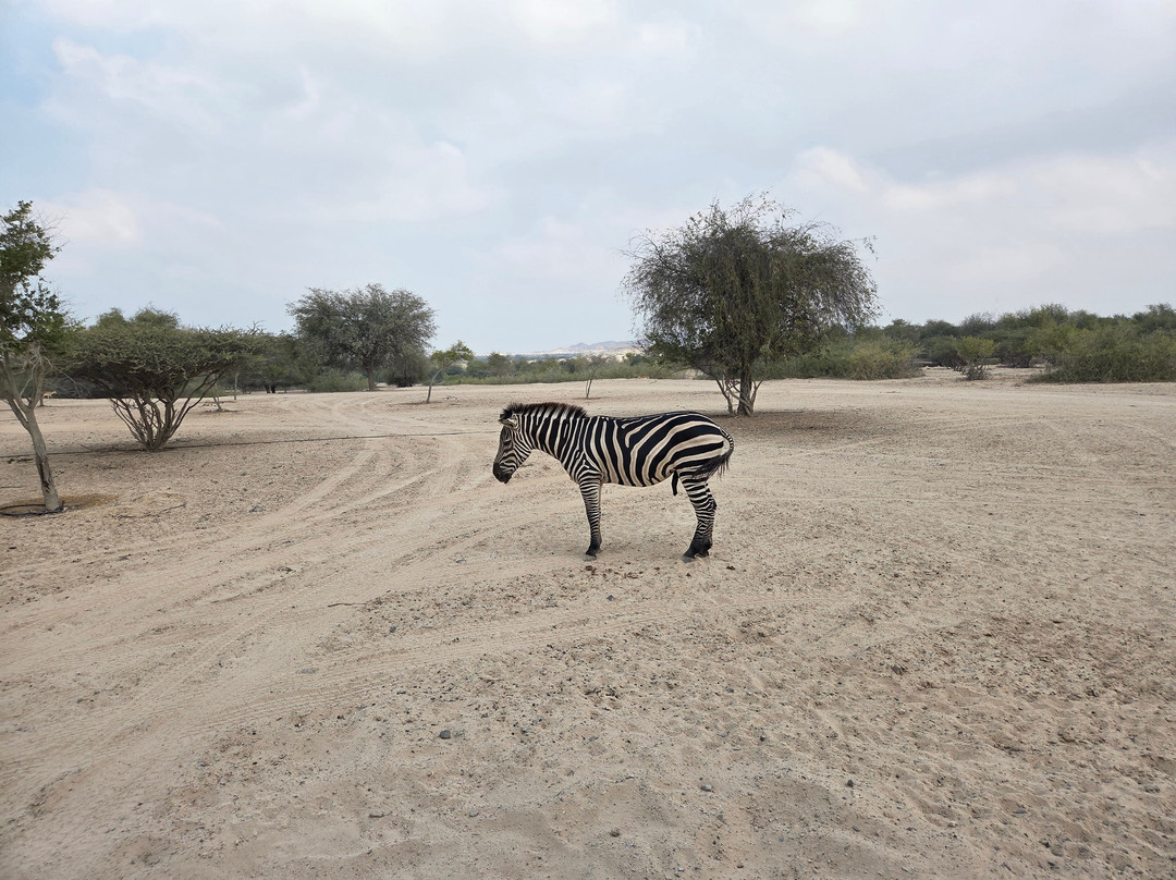 Sir Bani Yas Cruise Port