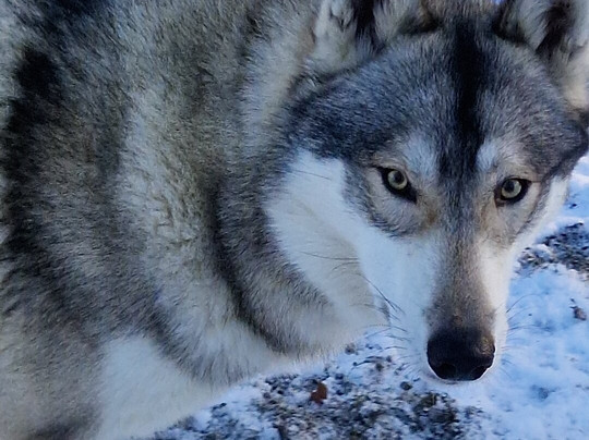 Watermill Wolves Wolf-dog Actors-Bexhill-on-Sea必去景点