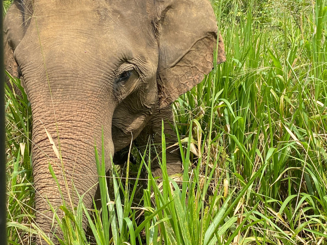 Wild Elephant Safari & Adventures-哈巴拉娜必去景点