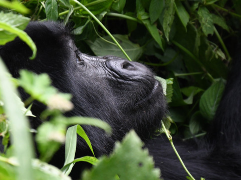 Kikooko Africa Safaris-恩德培必去景点
