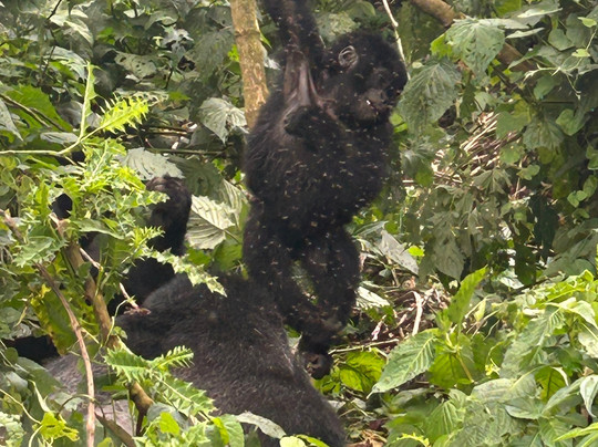 Bamboo Ecotours-坎帕拉必去景点