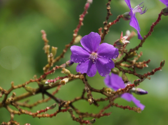 L'Etoile Celeste主图