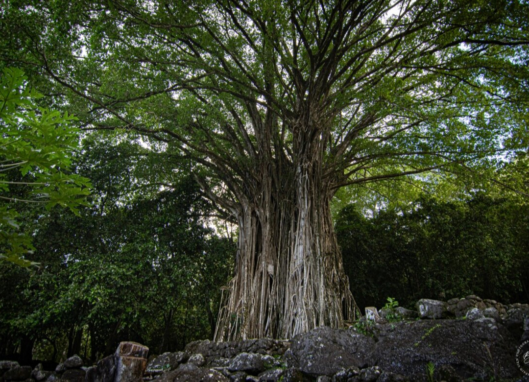 Mate Excursions-Taiohae必去景点
