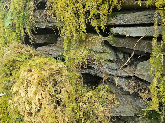 Plymbridge Woods-普利茅斯必去景点