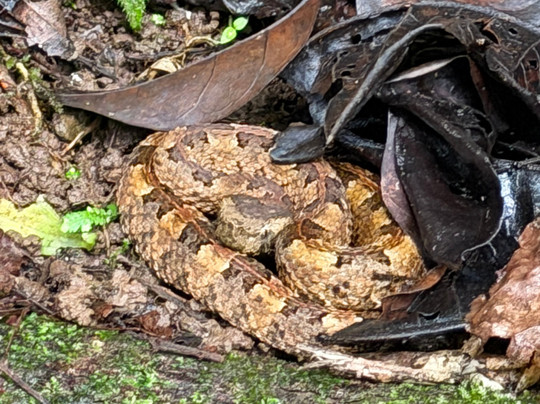 Cataratas Bribri Talamanca-Bribri必去景点