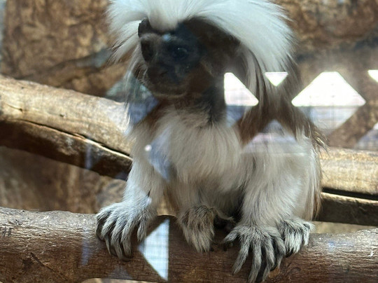 Ellen Trout Zoo-Lufkin必去景点