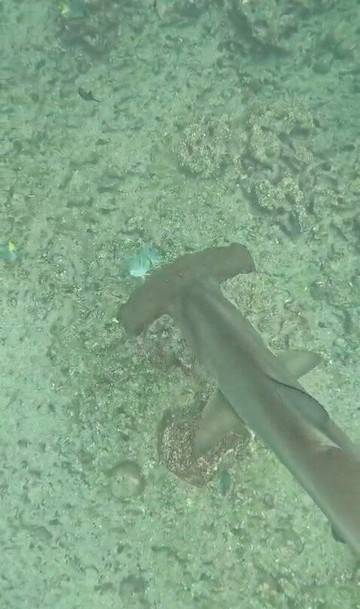 Turtle Island-维里亚米尔港必去景点