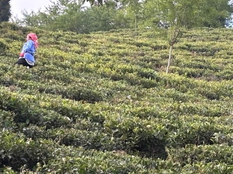 Eco Adventure Resorts the Temi Bungalow主图