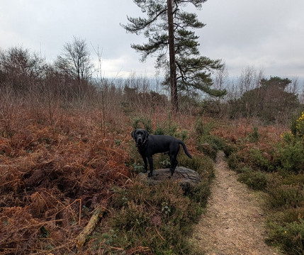 Leith Hill-多肯必去景点