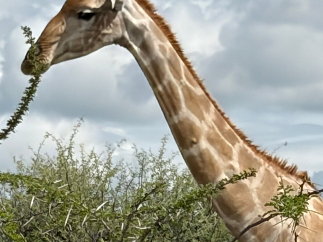 Born in Etosha Self-Drive Private Tours-Okaukuejo必去景点