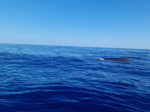 Shelltone Whale Project-Pointe-Noire必去景点