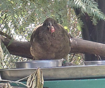 Ōtorohanga Kiwi House-奥托罗杭格必去景点