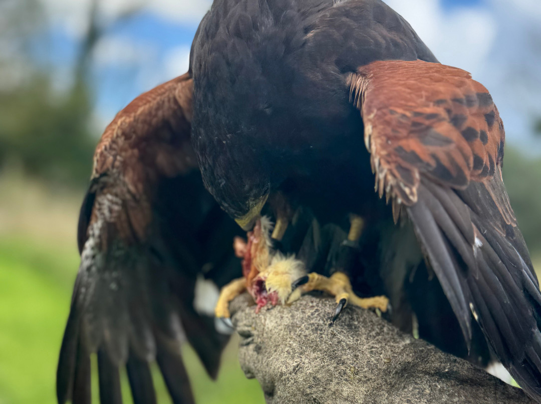 North Devon Hawk Walks-South Molton必去景点