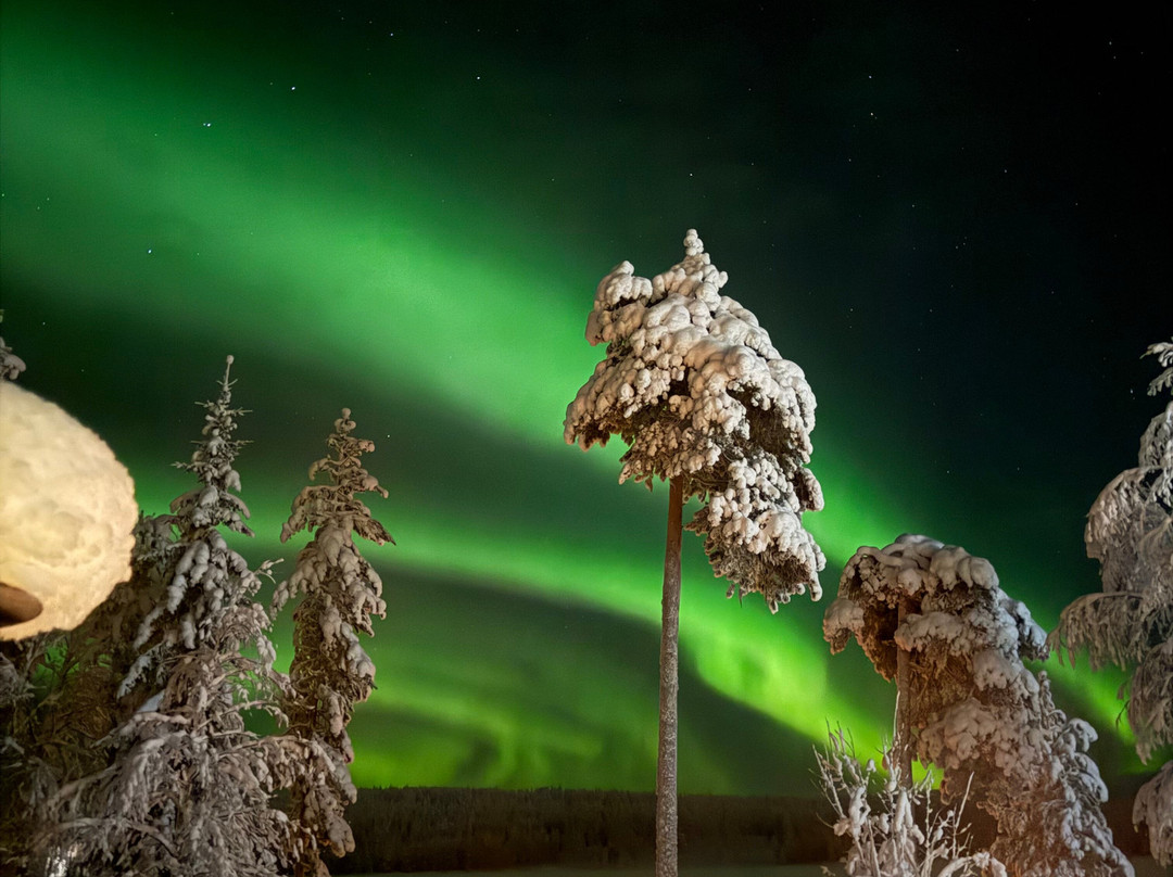 Wild Blueberry-罗瓦涅米必去景点