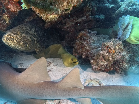 Captain Slate's SCUBA Adventures-Tavernier必去景点