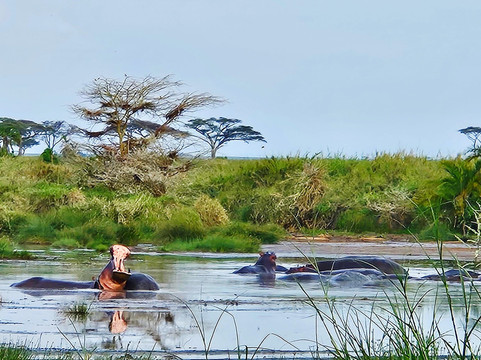 Tanzania-Safari-阿鲁沙必去景点