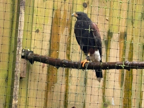 World of Owls-Randalstown必去景点