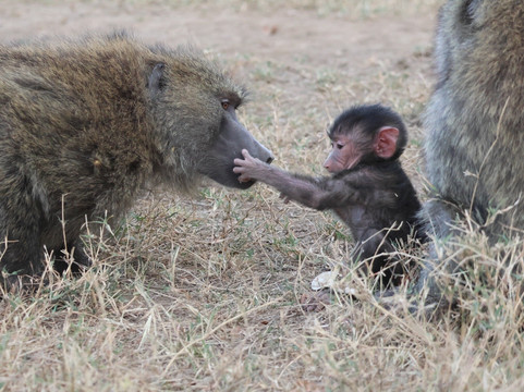 Pinnacle Alpine Tours and Treks-Naro Moru必去景点