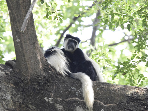 Tumbili-莫西必去景点