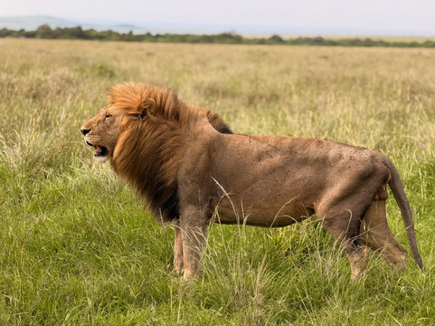 Axis Africa Safaris-内罗毕必去景点