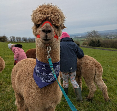 North Coast Alpacas-科尔雷恩必去景点