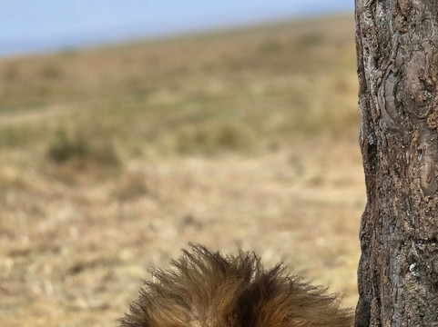 Flexivel Kenya Safaris-内罗毕必去景点