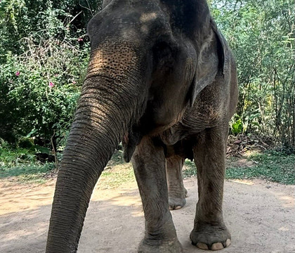 Samui Elephant Sanctuary-波普特必去景点