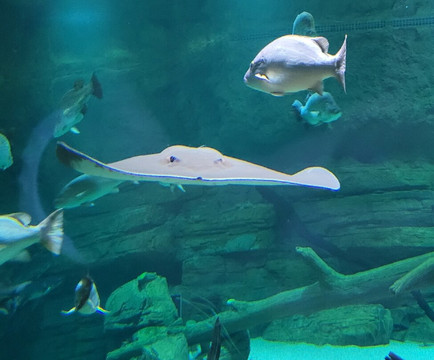 Cairns Aquarium-凯恩斯必去景点